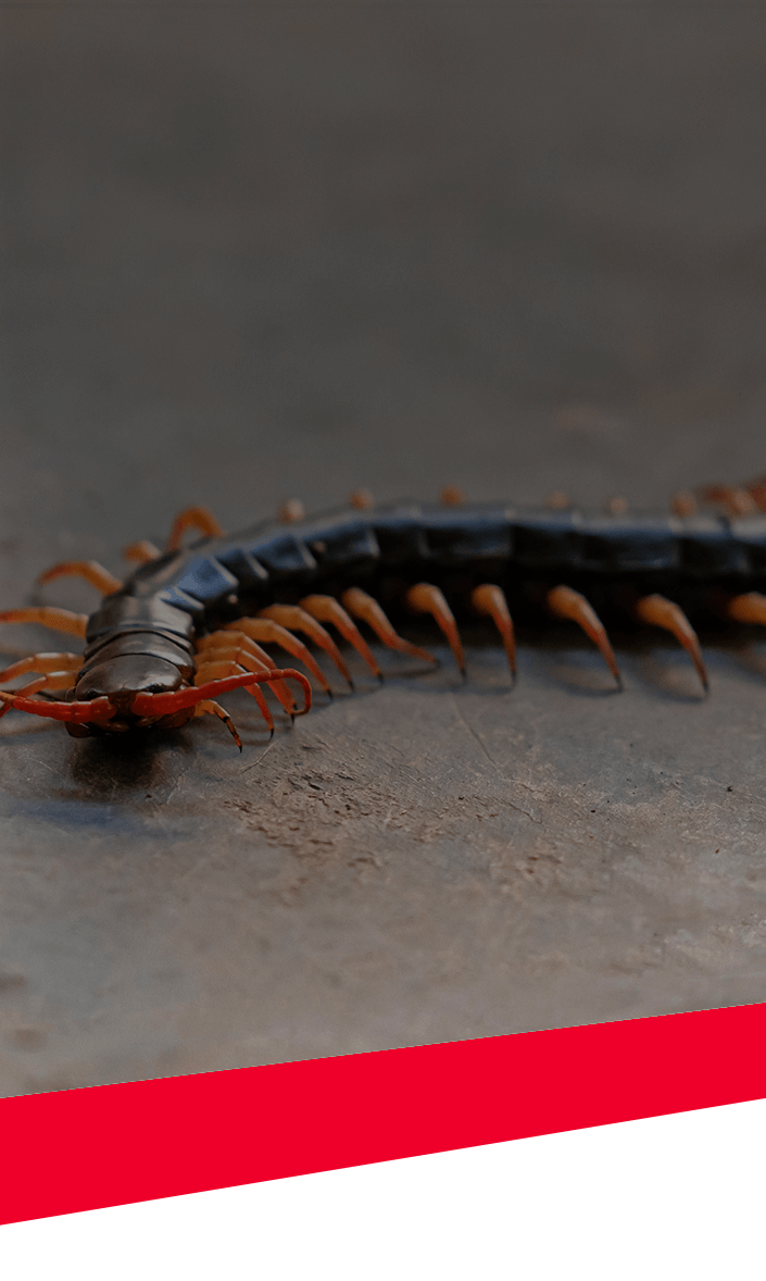 Centipedes