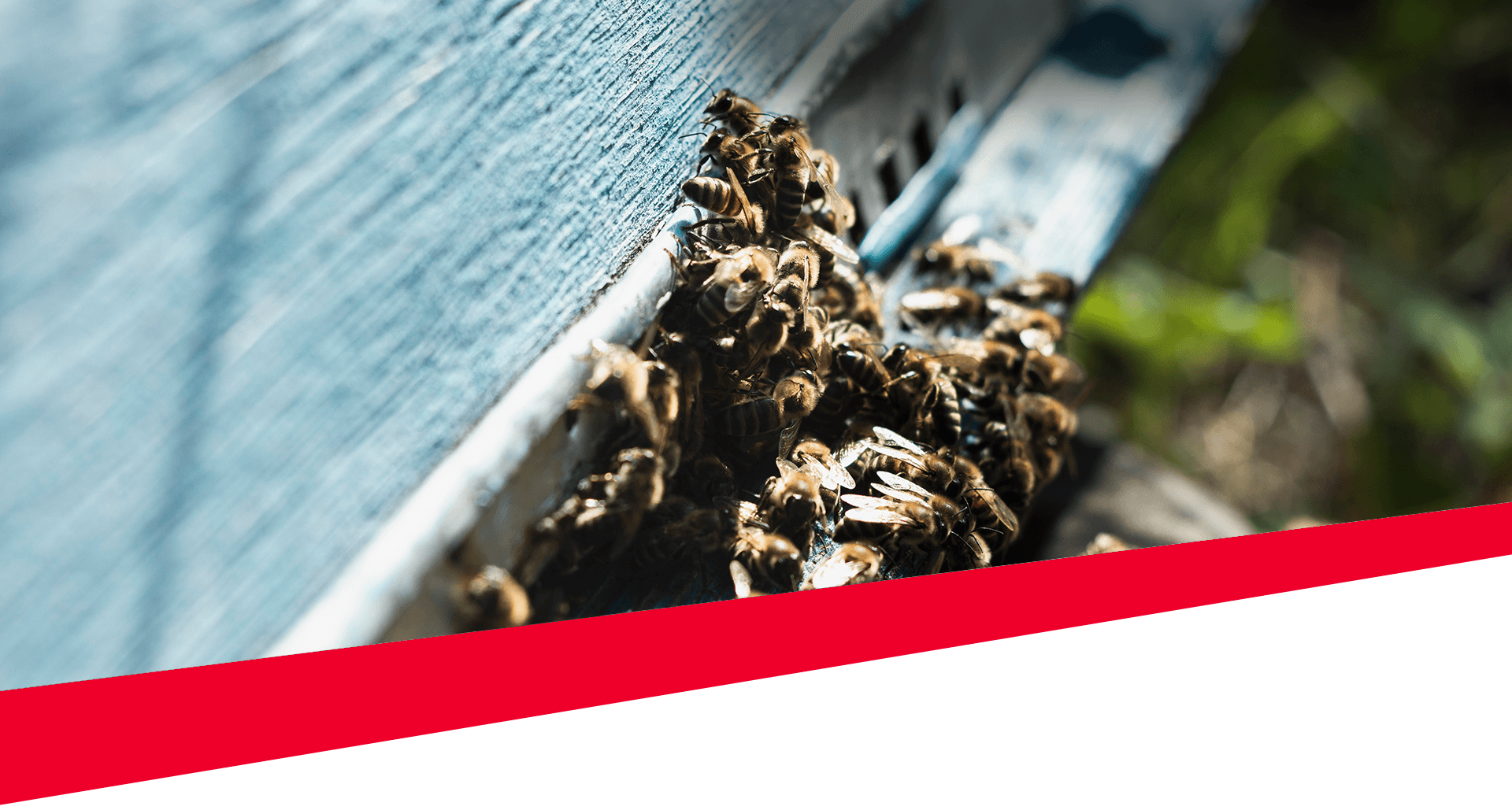 Bee Control Services