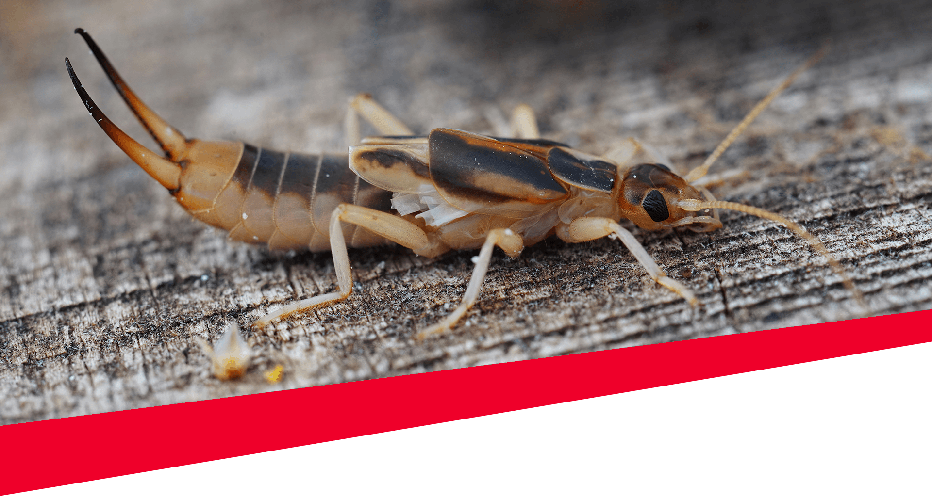 Earwigs