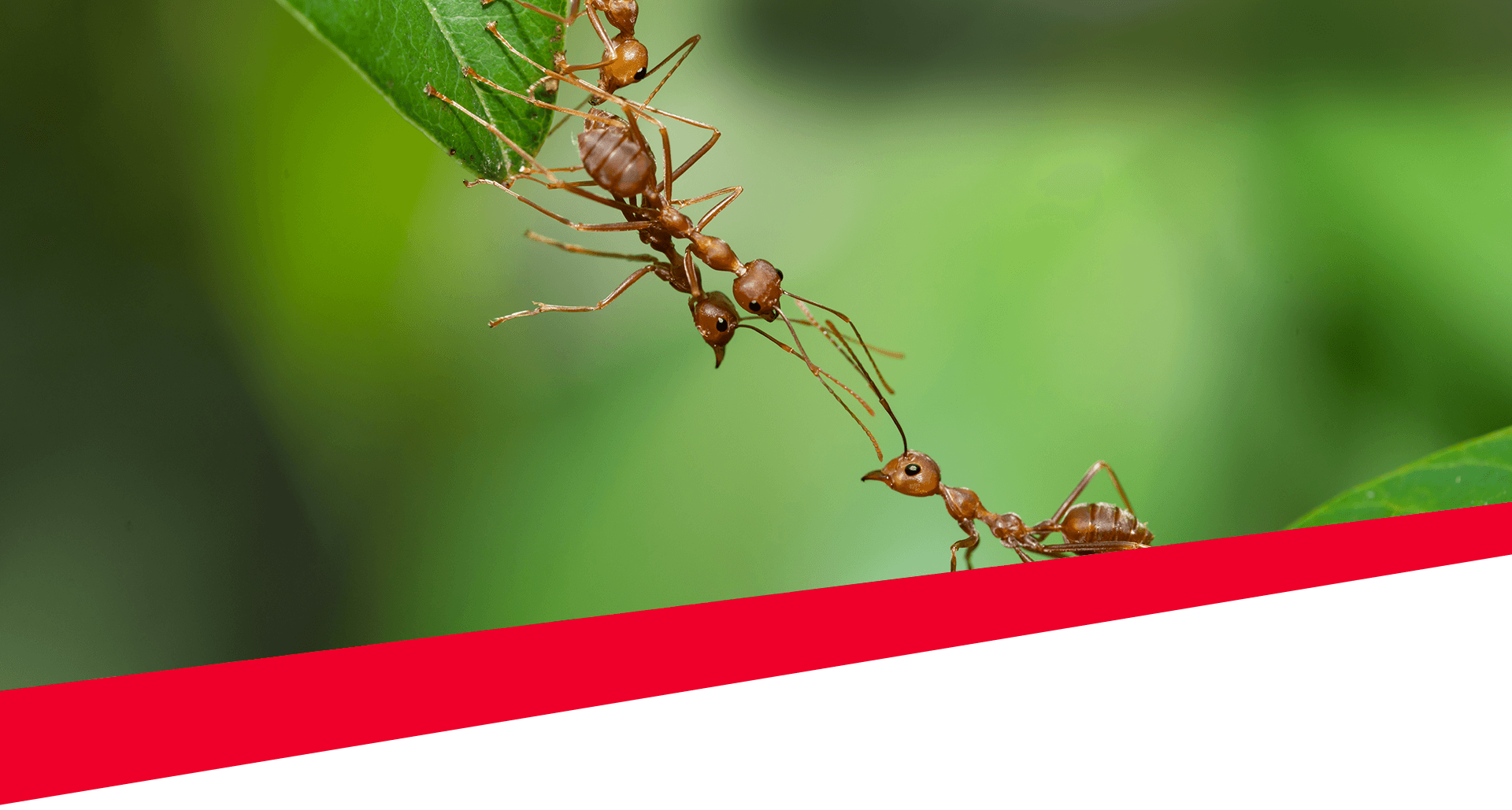 Ants