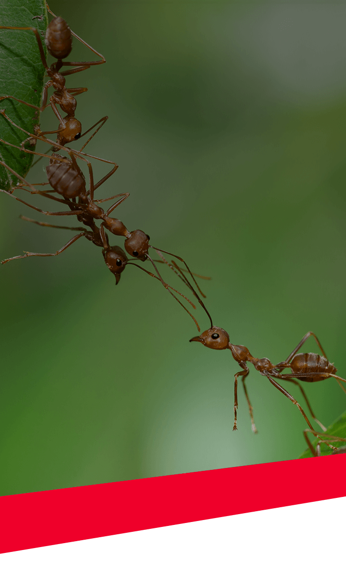 Ants