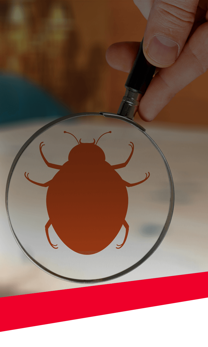 Bed Bugs