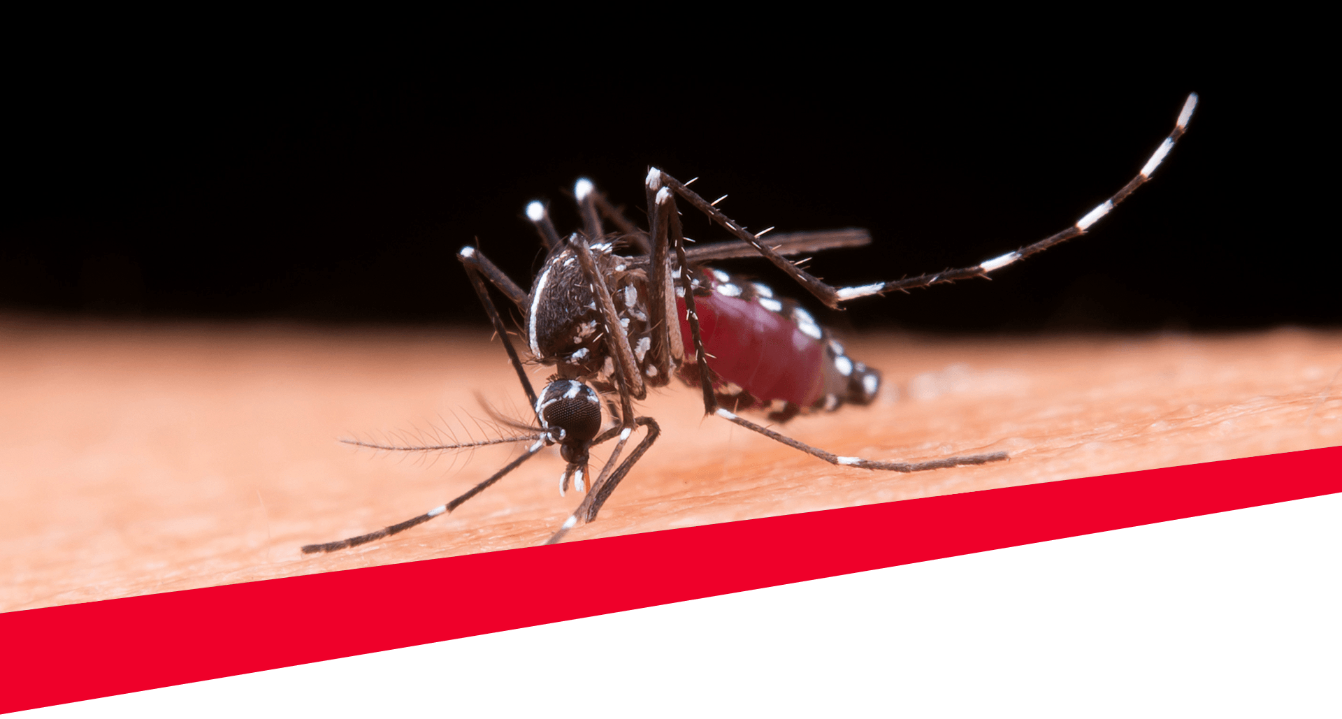 Mosquito Control