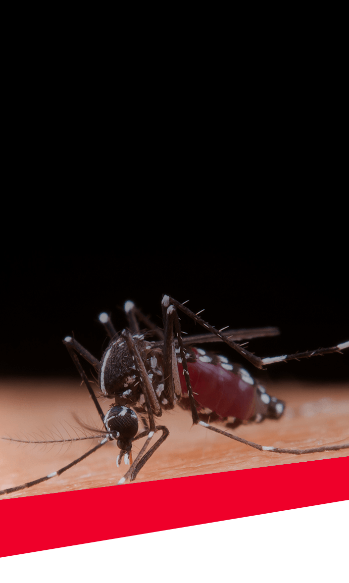 Mosquito Control
