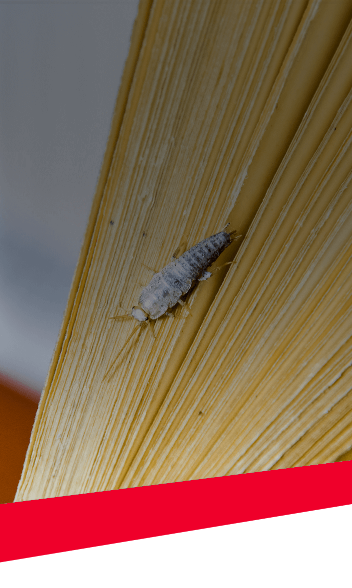 Silverfish