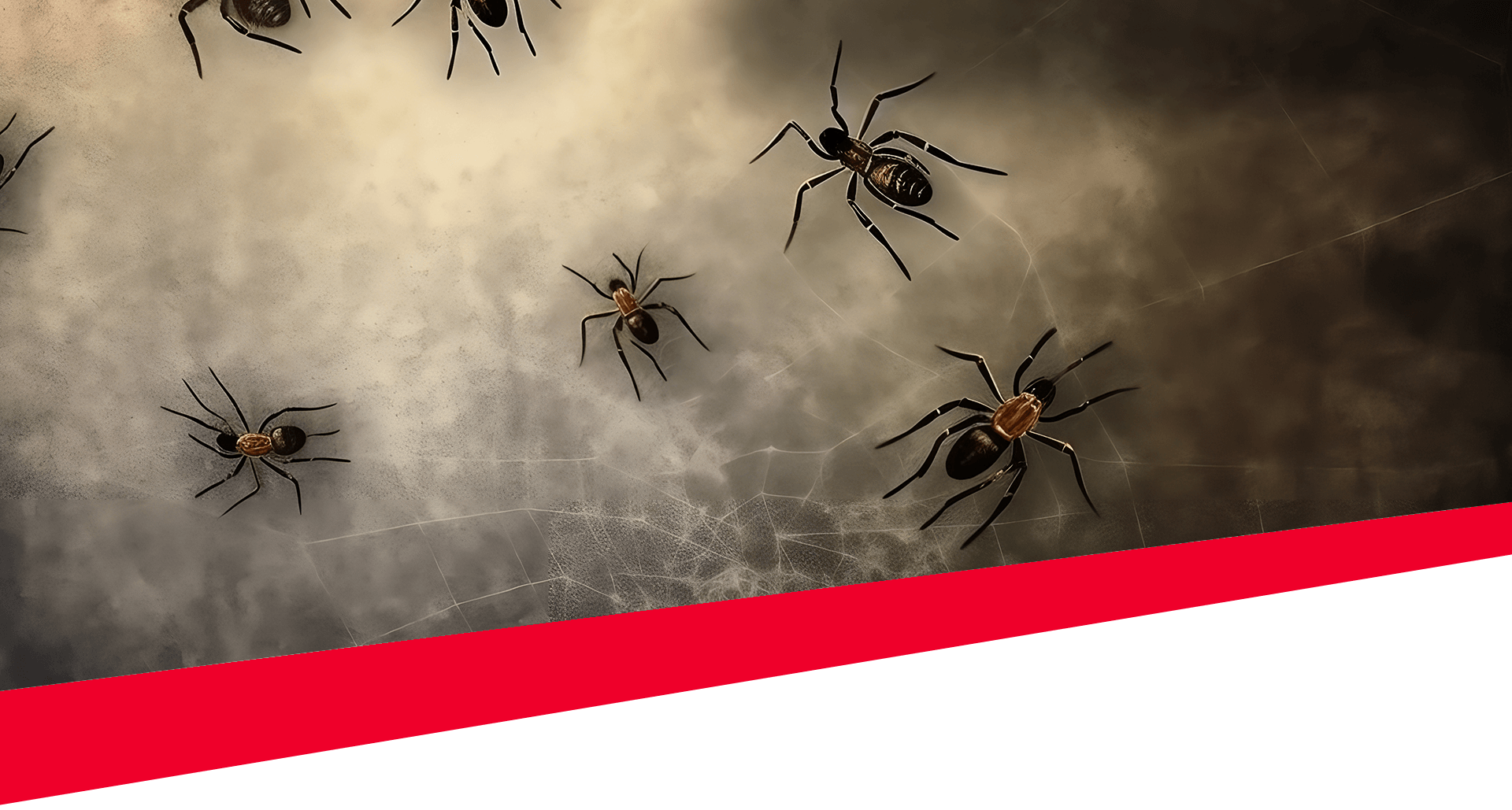 Spiders