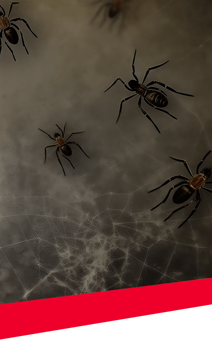 Spiders